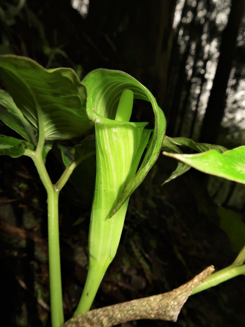 Arisaema aprile photo 6