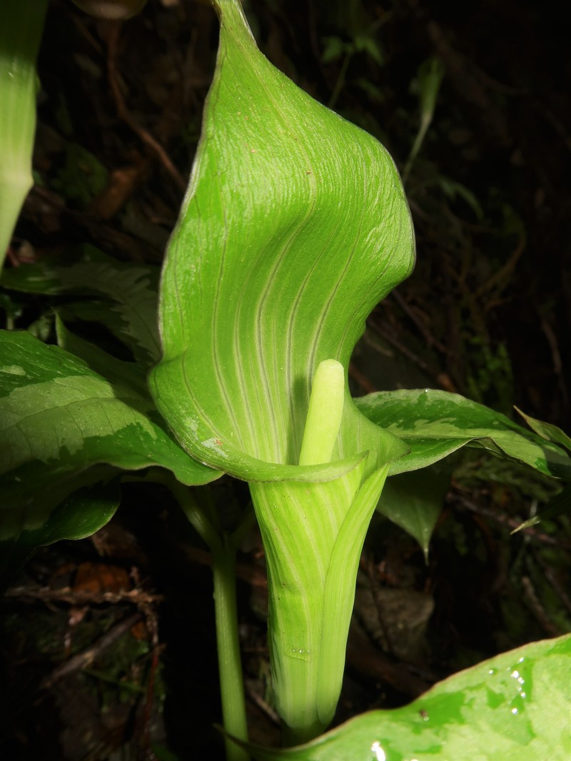 Arisaema aprile photo 7