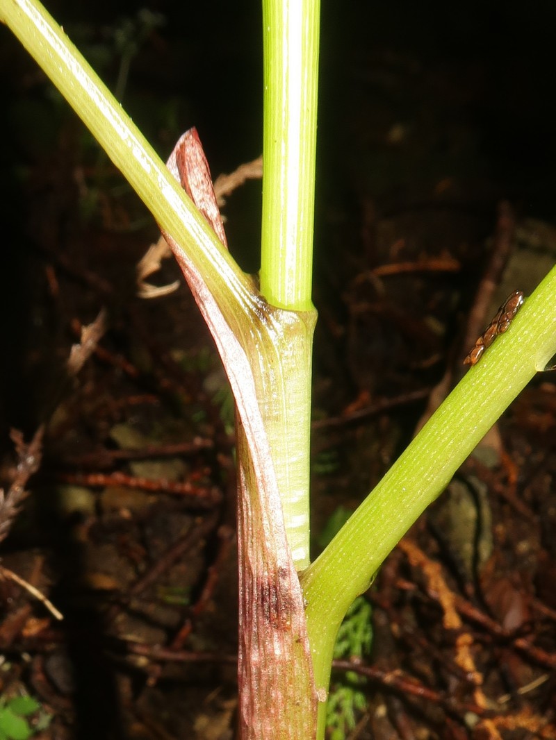 Arisaema aprile photo 8