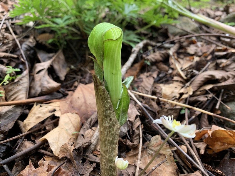 Arisaema aprile photo 2