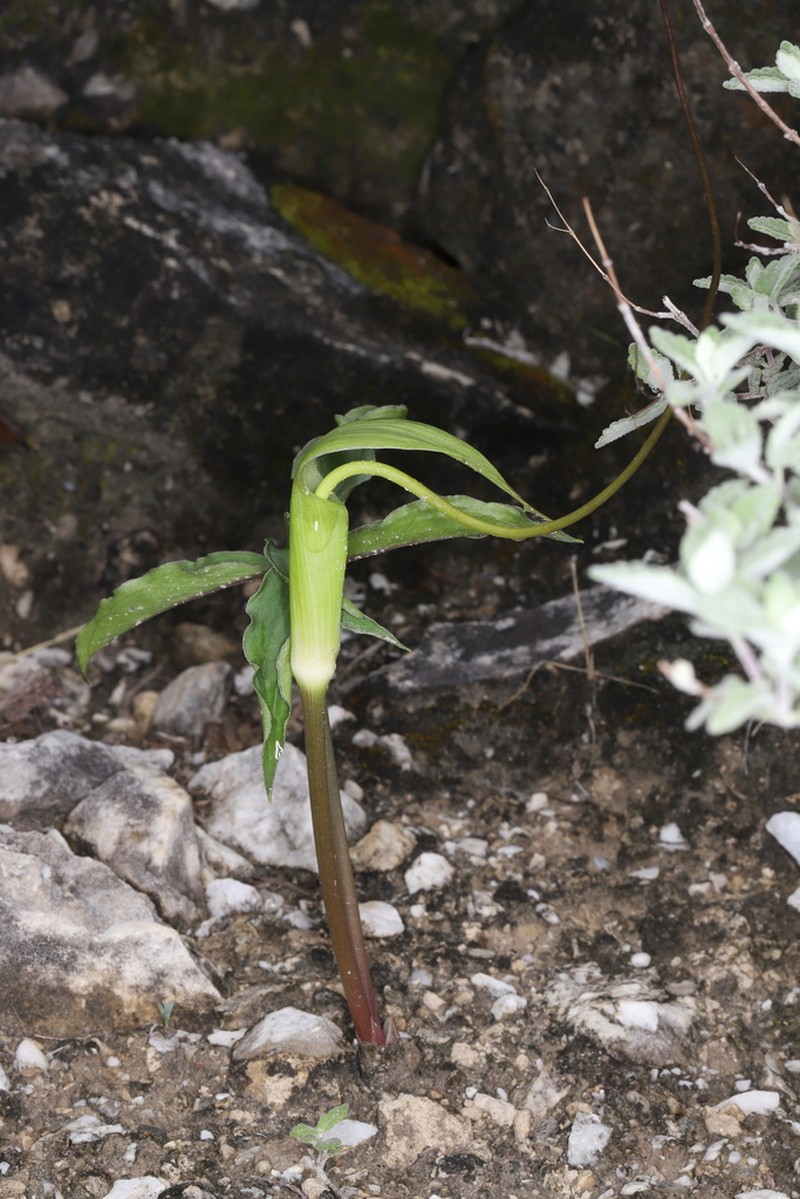 Arisaema aridum
