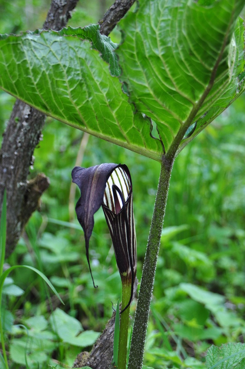 Arisaema asperatum photo 3