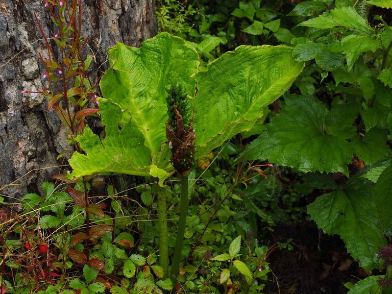 Arisaema asperatum photo 4