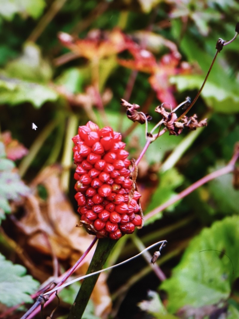 Arisaema asperatum photo 5