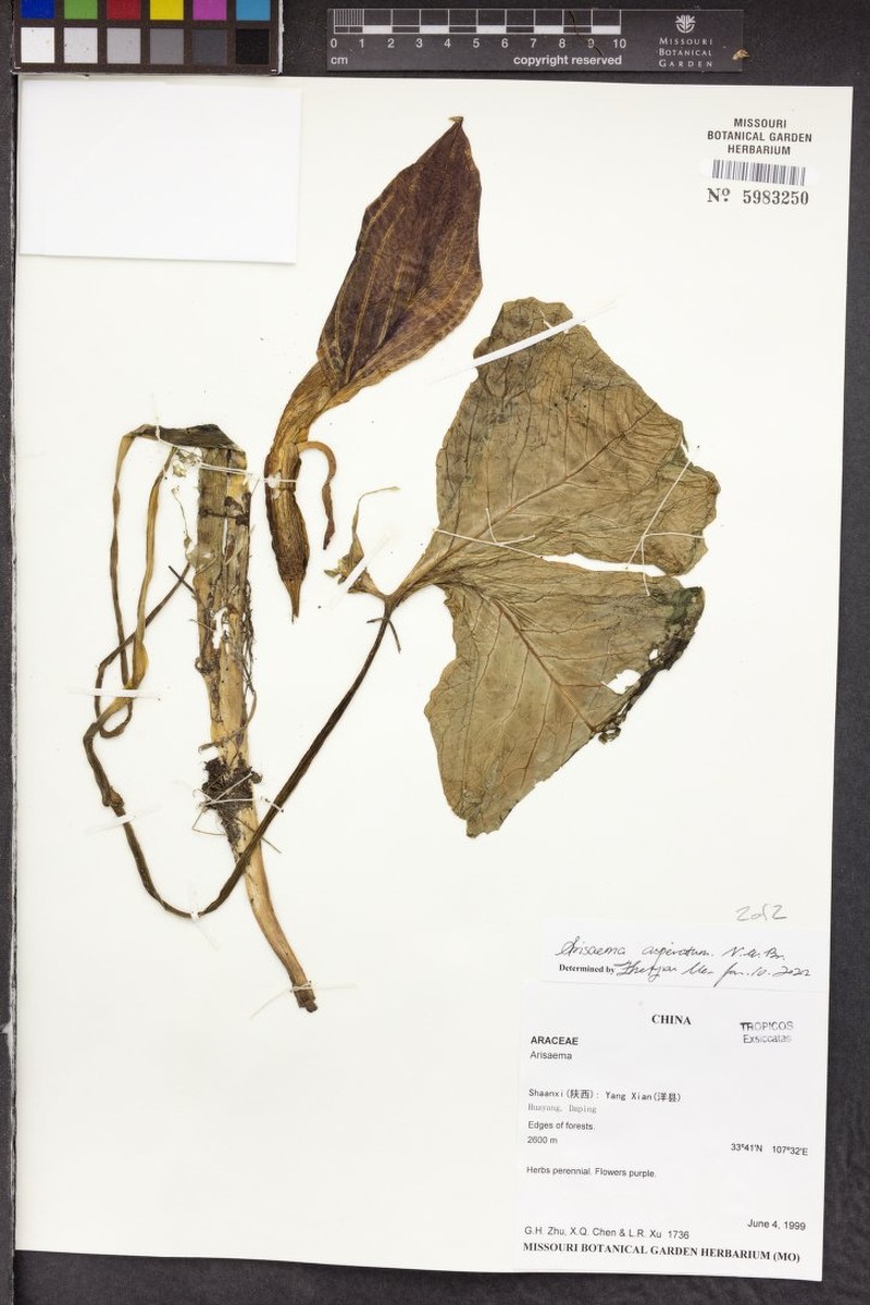 Arisaema asperatum photo 6