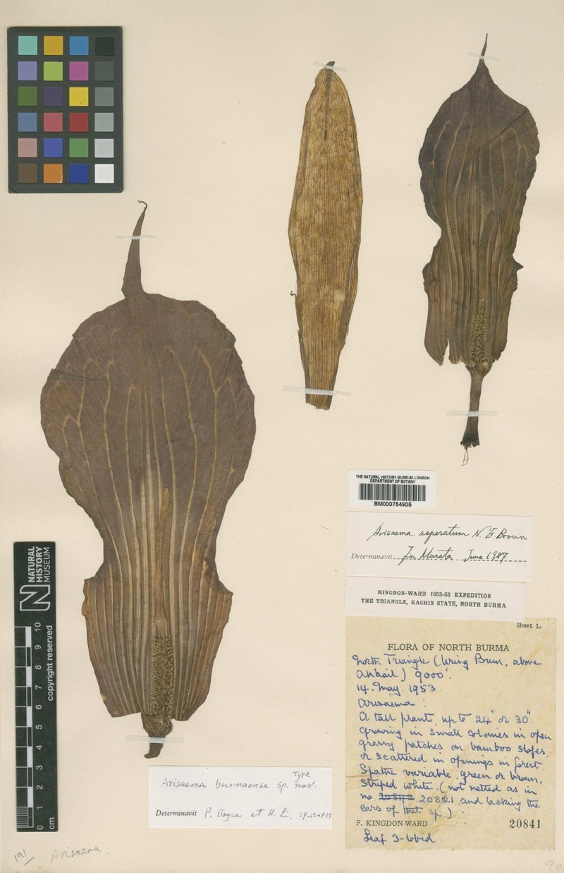 Arisaema asperatum photo 8