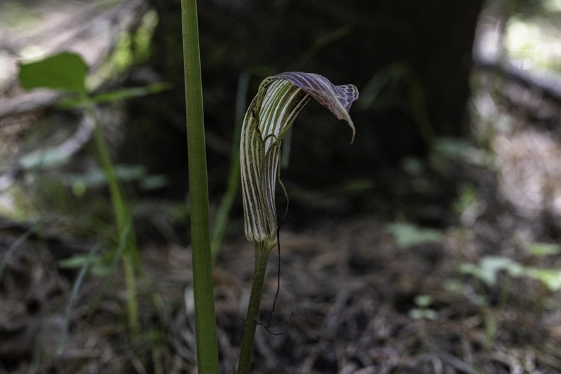 Arisaema asperatum