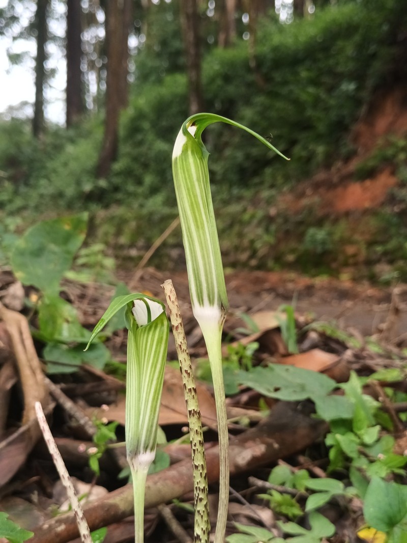 Arisaema attenuatum photo 2