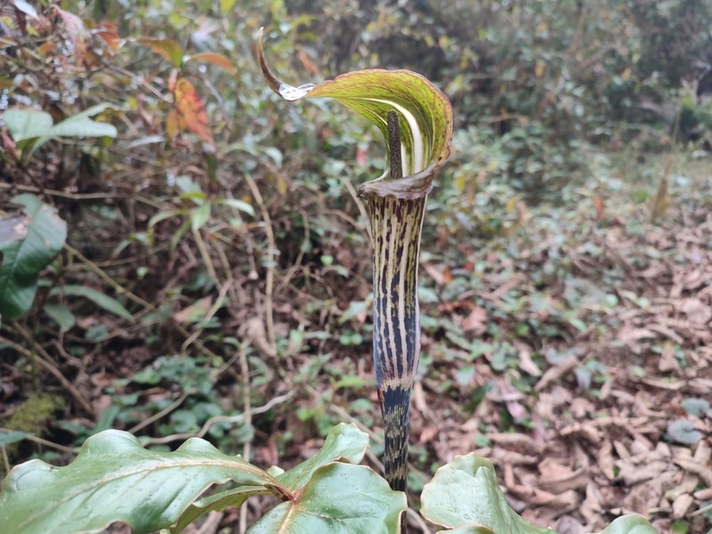 Arisaema auriculatum