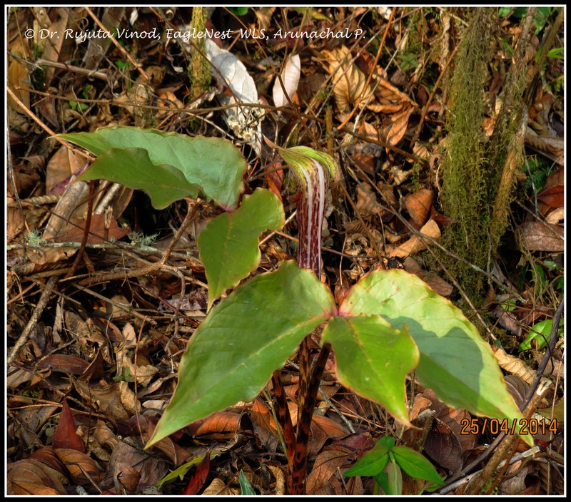 Arisaema auriculatum photo 3