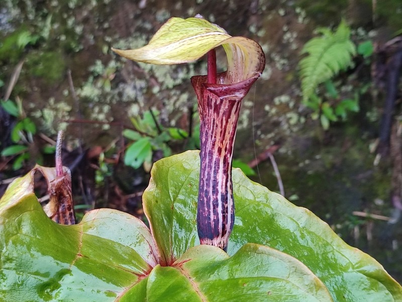 Arisaema auriculatum photo 4