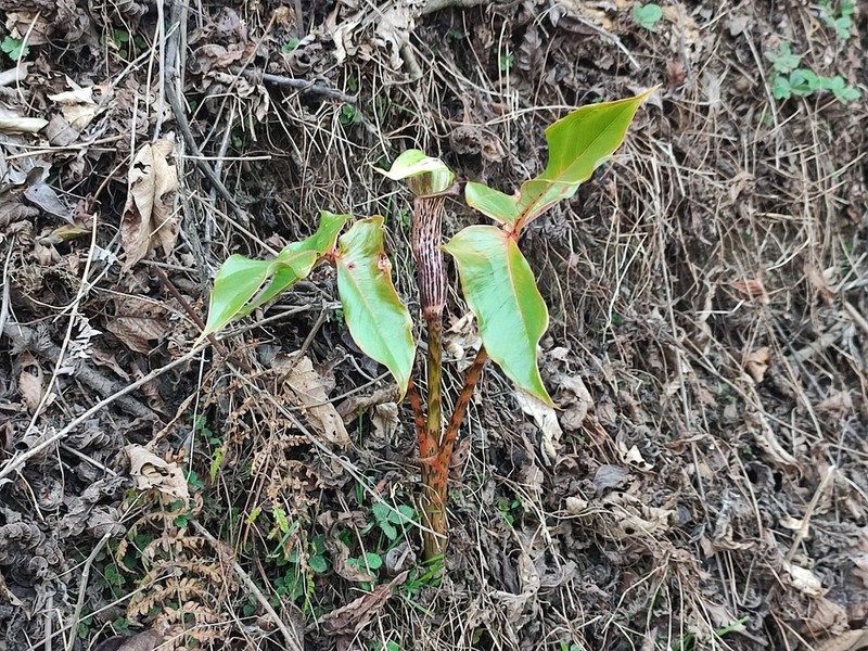 Arisaema auriculatum photo 6