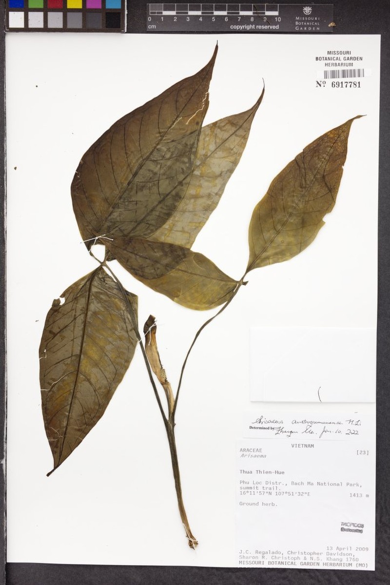 Arisaema austroyunnanense