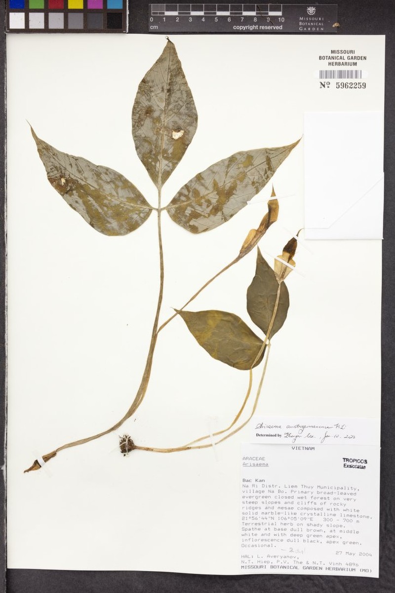 Arisaema austroyunnanense photo 2