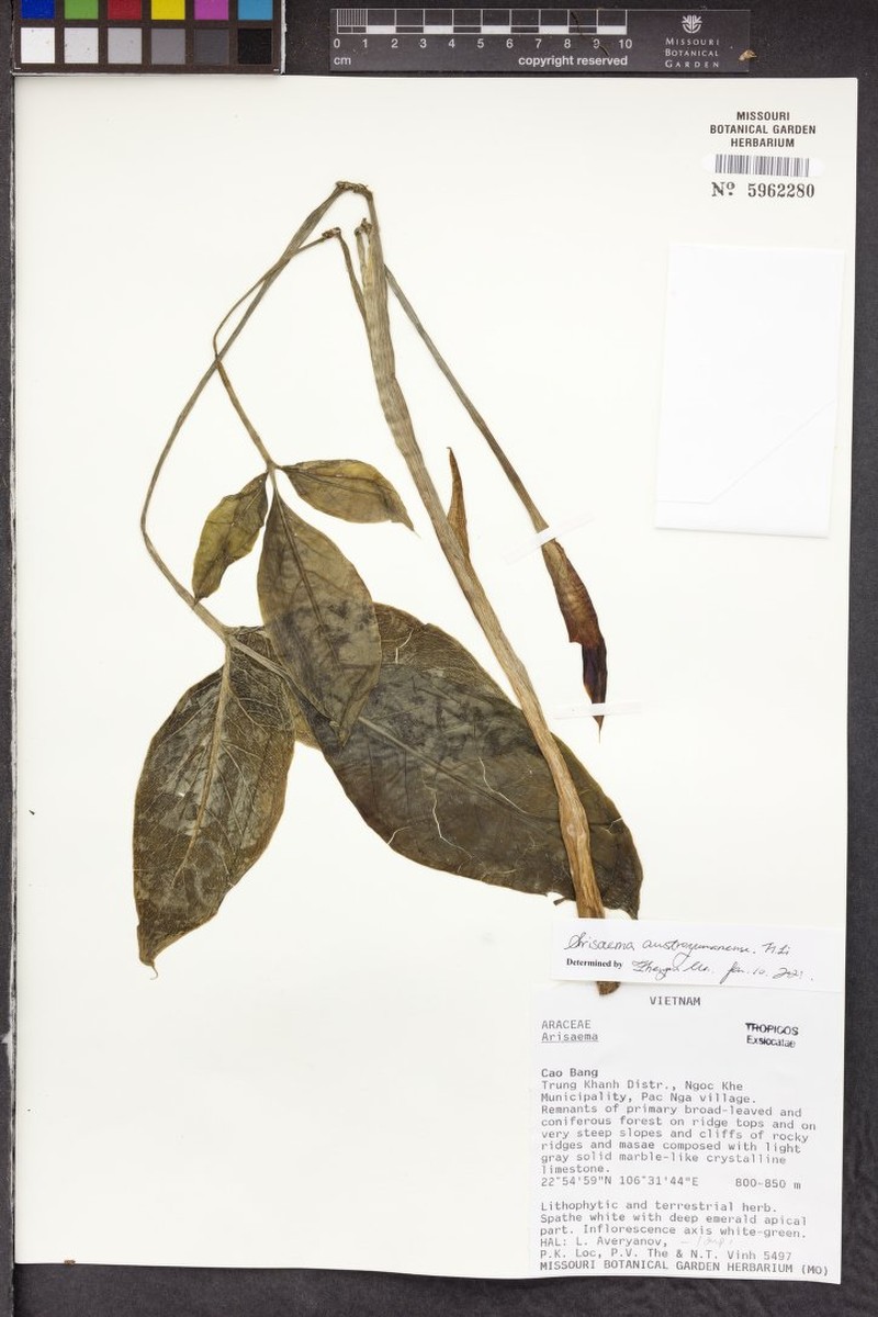 Arisaema austroyunnanense photo 4