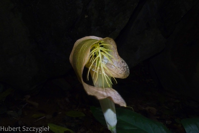 Arisaema balansae