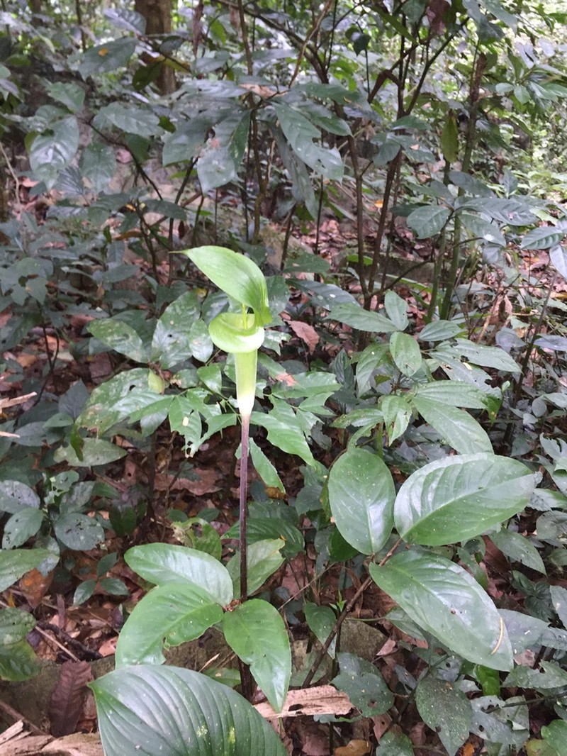 Arisaema balansae photo 2