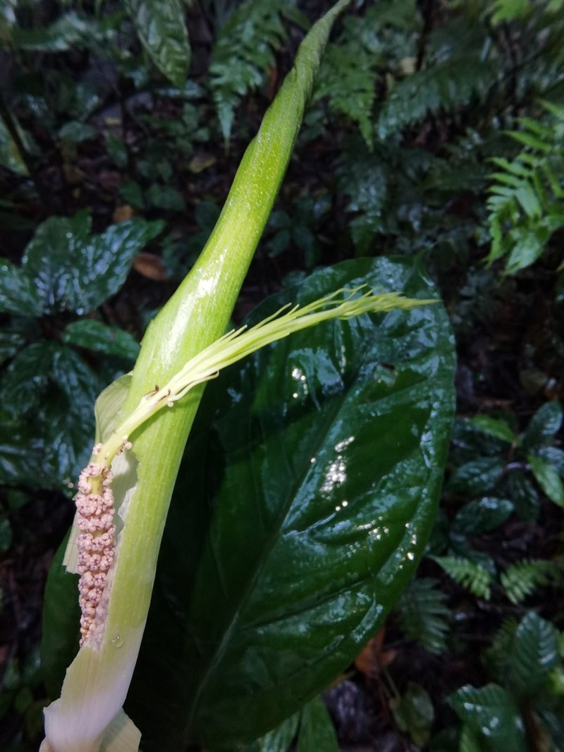 Arisaema balansae photo 3