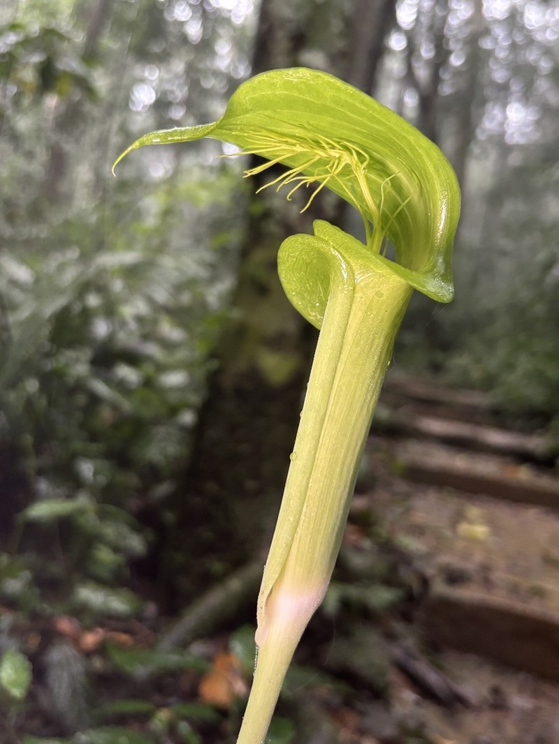 Arisaema balansae photo 4