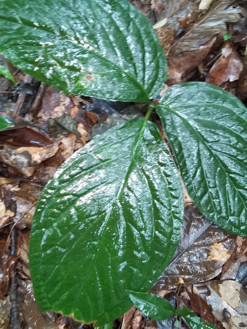 Arisaema balansae photo 5