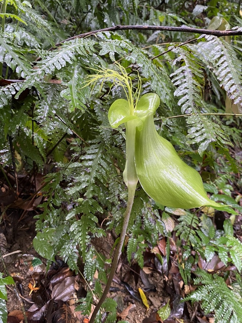 Arisaema balansae photo 6