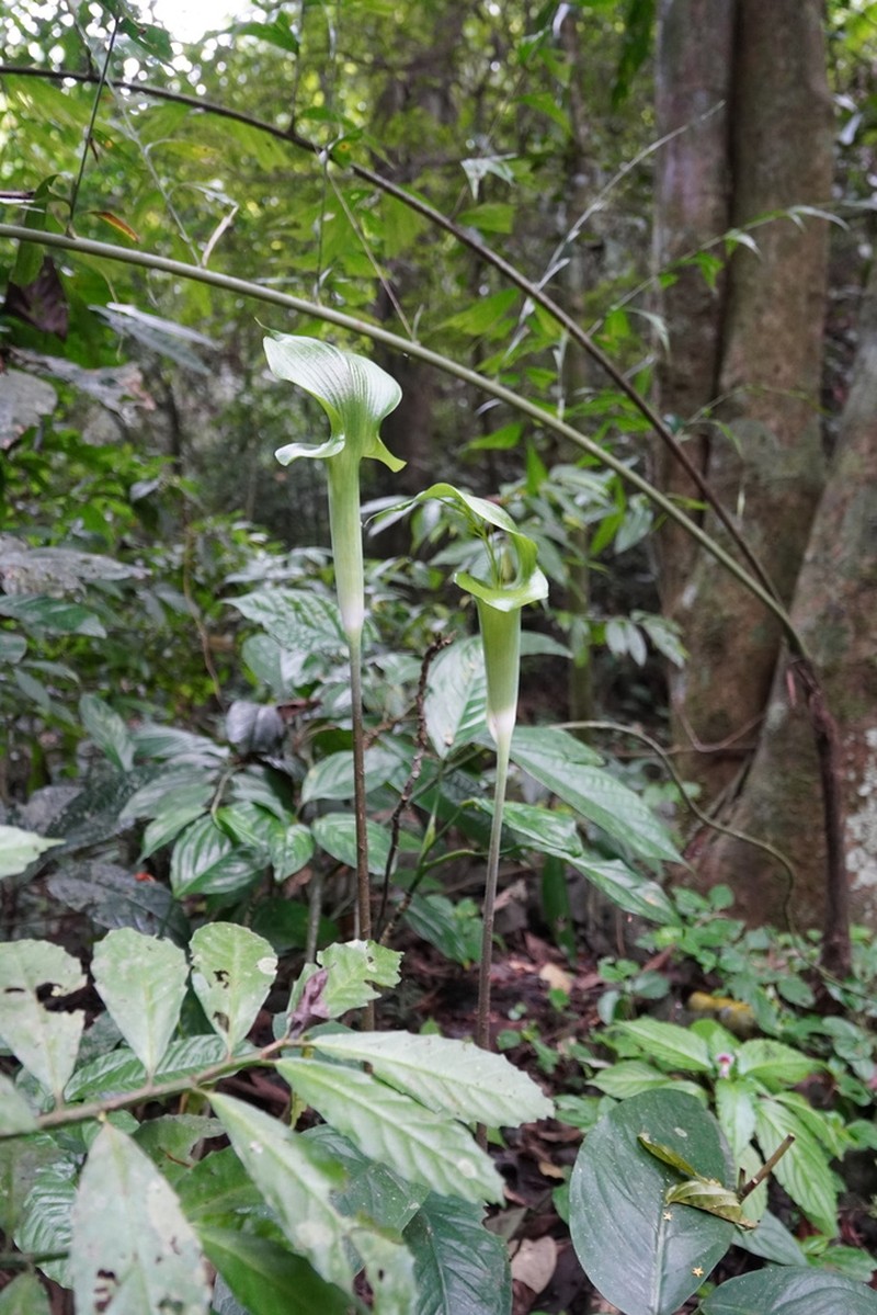 Arisaema balansae photo 7