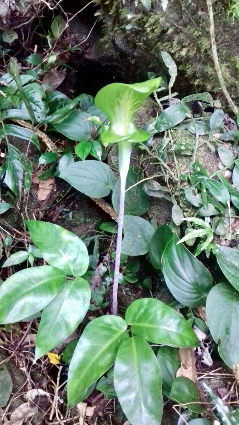 Arisaema balansae photo 8