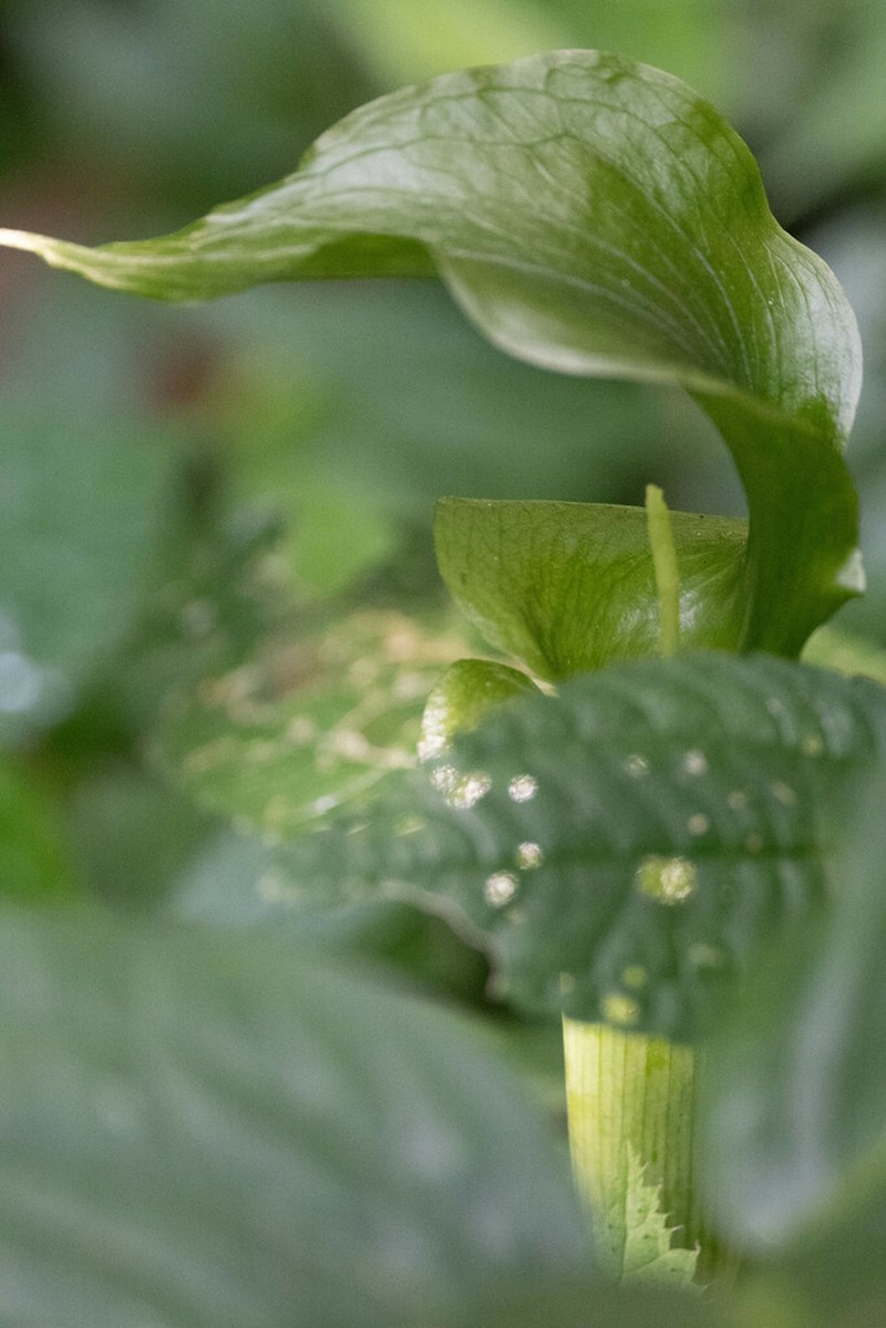 Arisaema bannaense photo 2