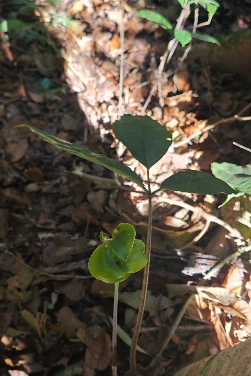 Arisaema bannaense photo 3