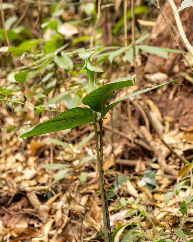 Arisaema bannaense photo 4