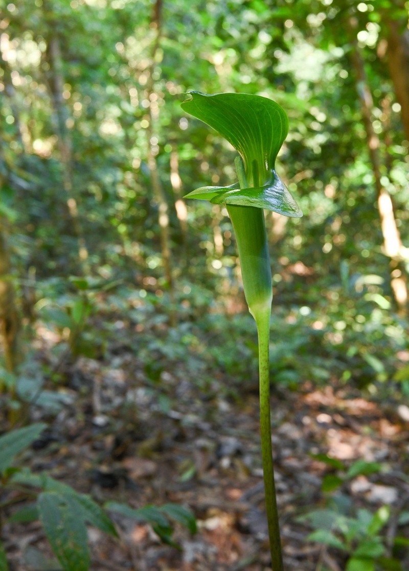 Arisaema bannaense photo 5