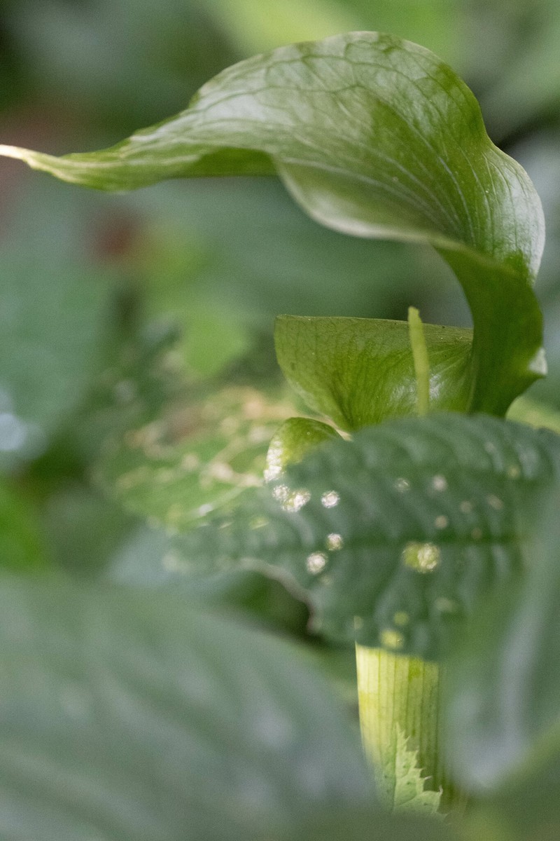 Arisaema bannaense photo 7