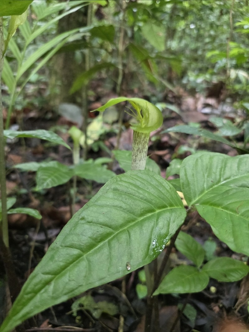 Arisaema barbatum photo 2