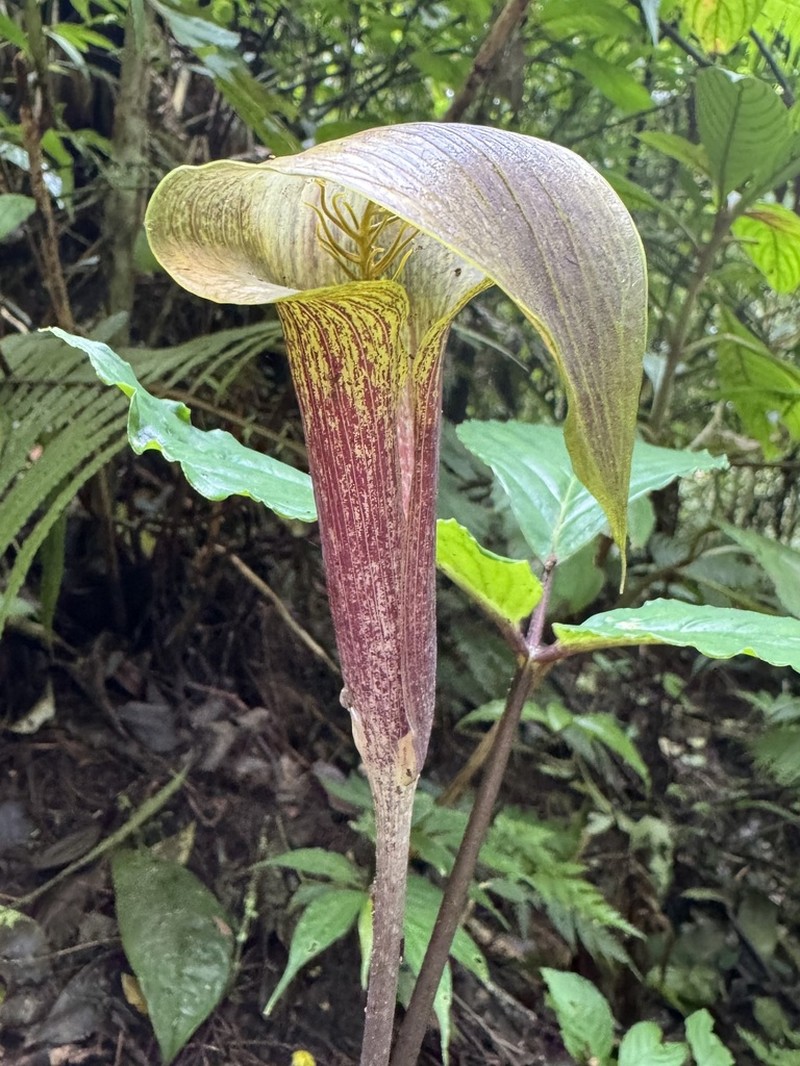 Arisaema barbatum