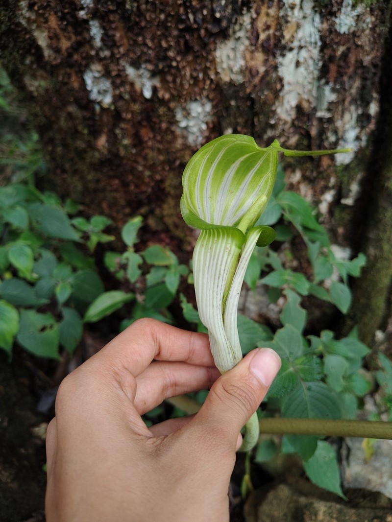 Arisaema barnesii photo 3
