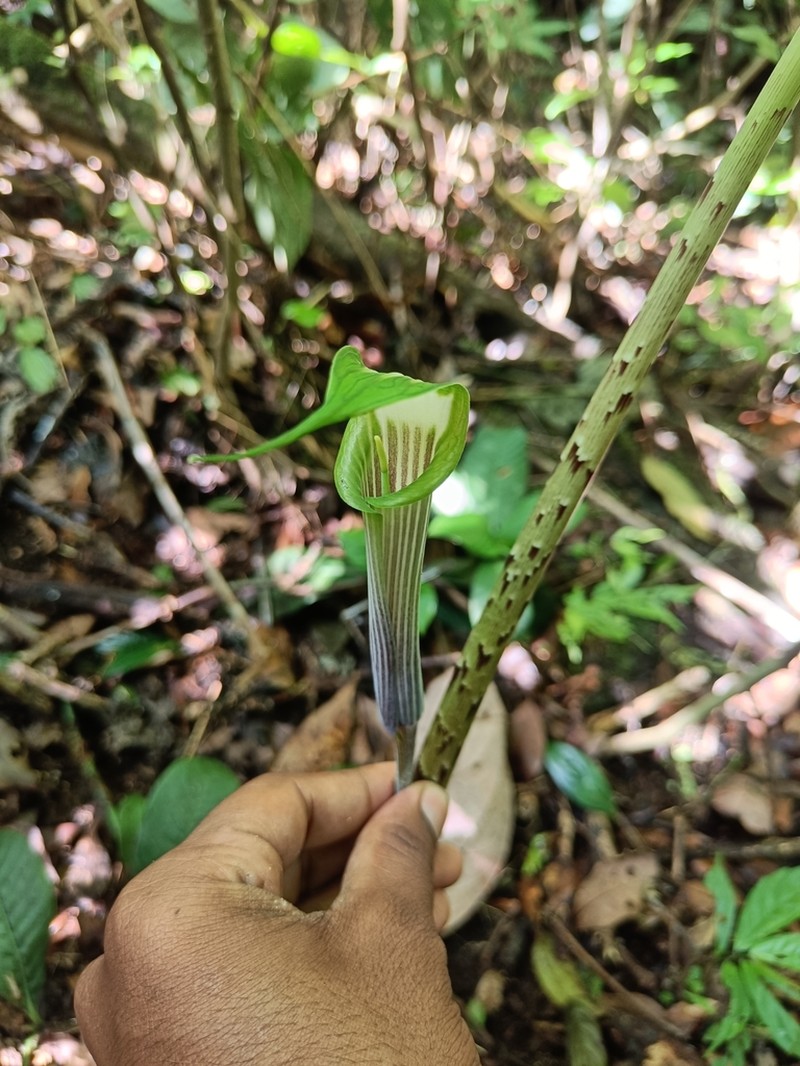 Arisaema barnesii
