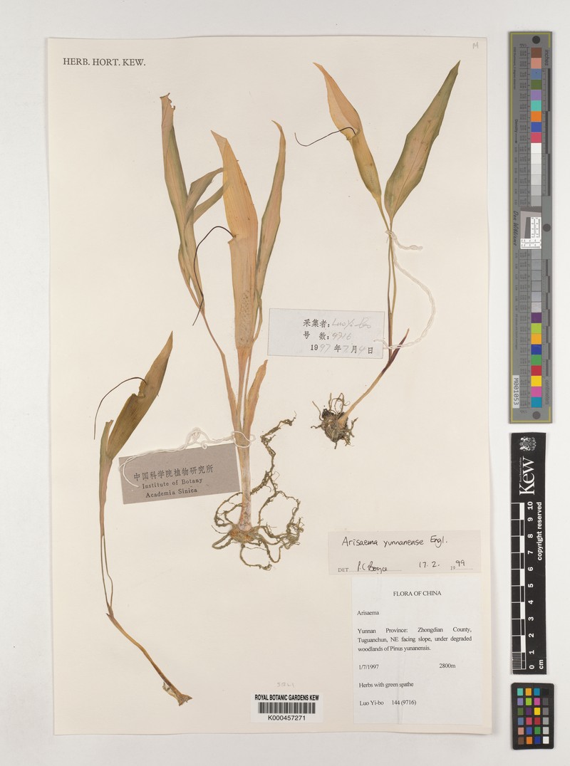 Arisaema bathycoleum