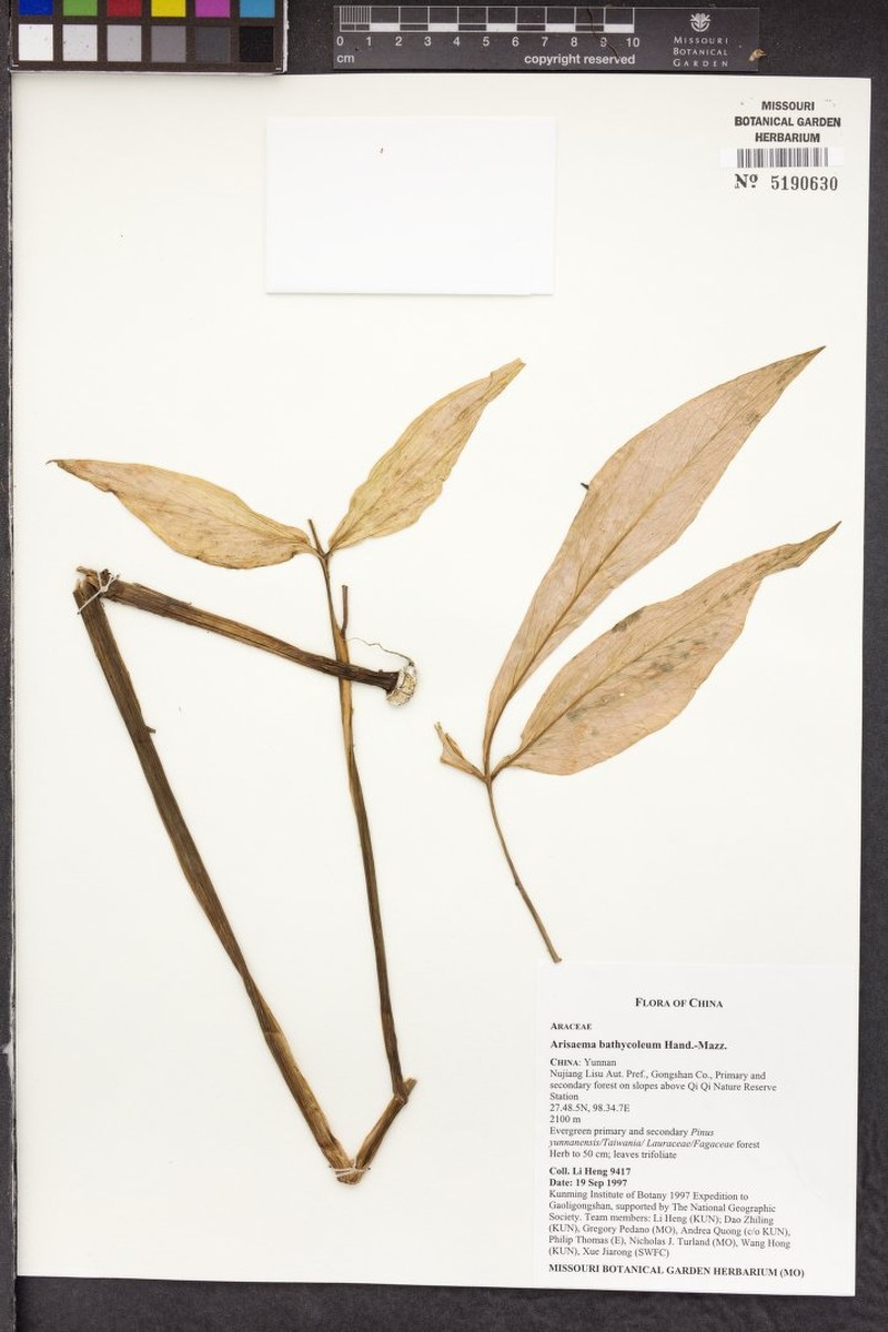 Arisaema bathycoleum photo 2