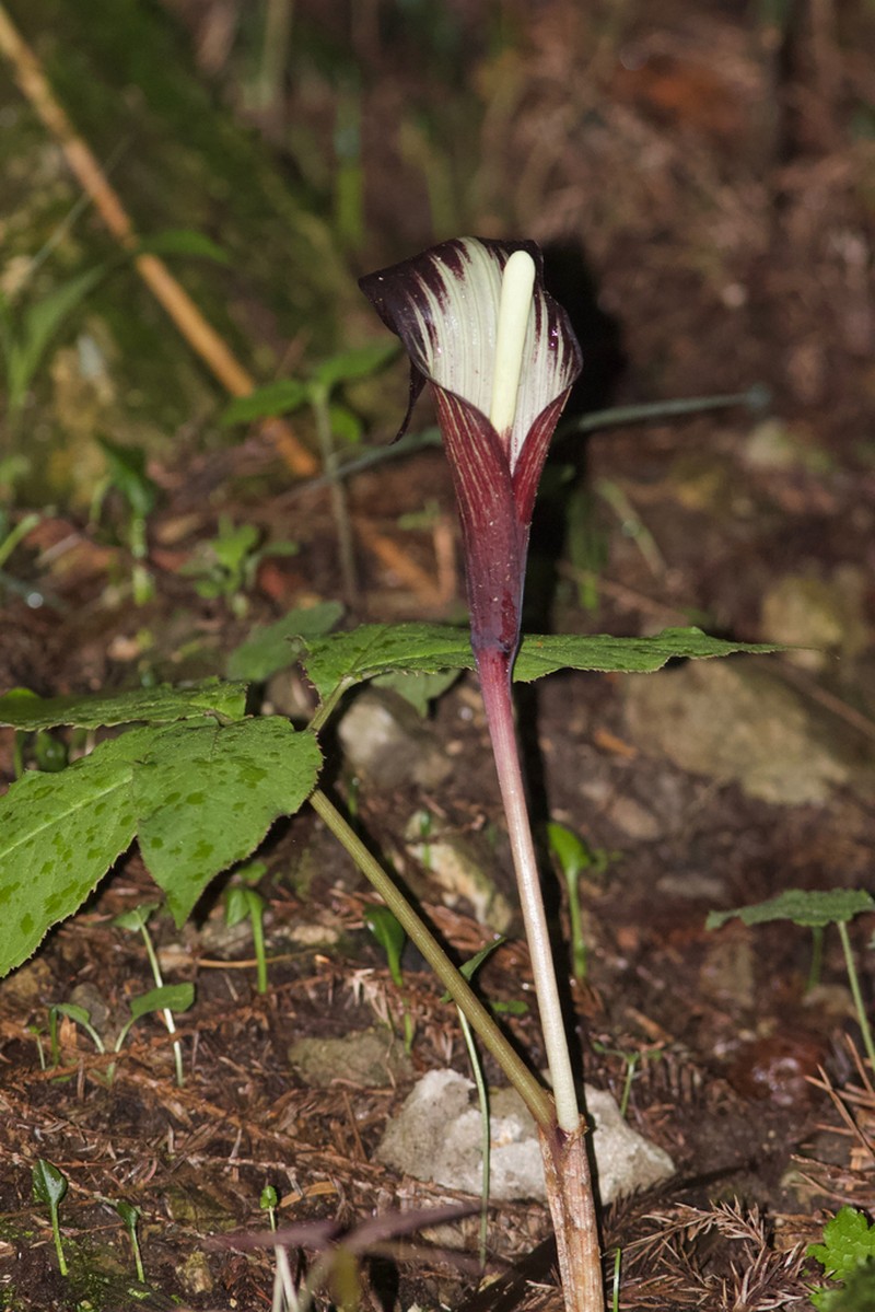 Arisaema bockii