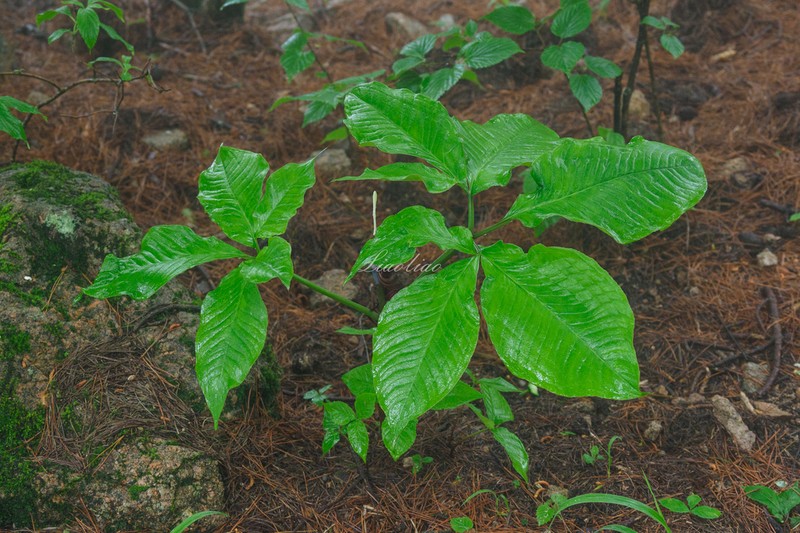 Arisaema bockii photo 2