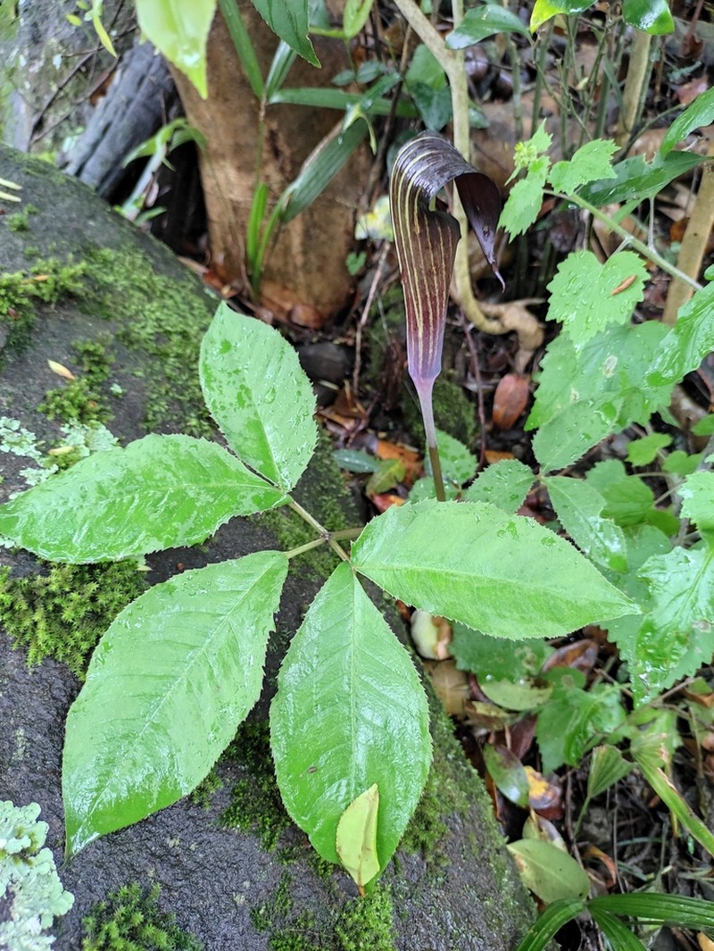 Arisaema bockii photo 3