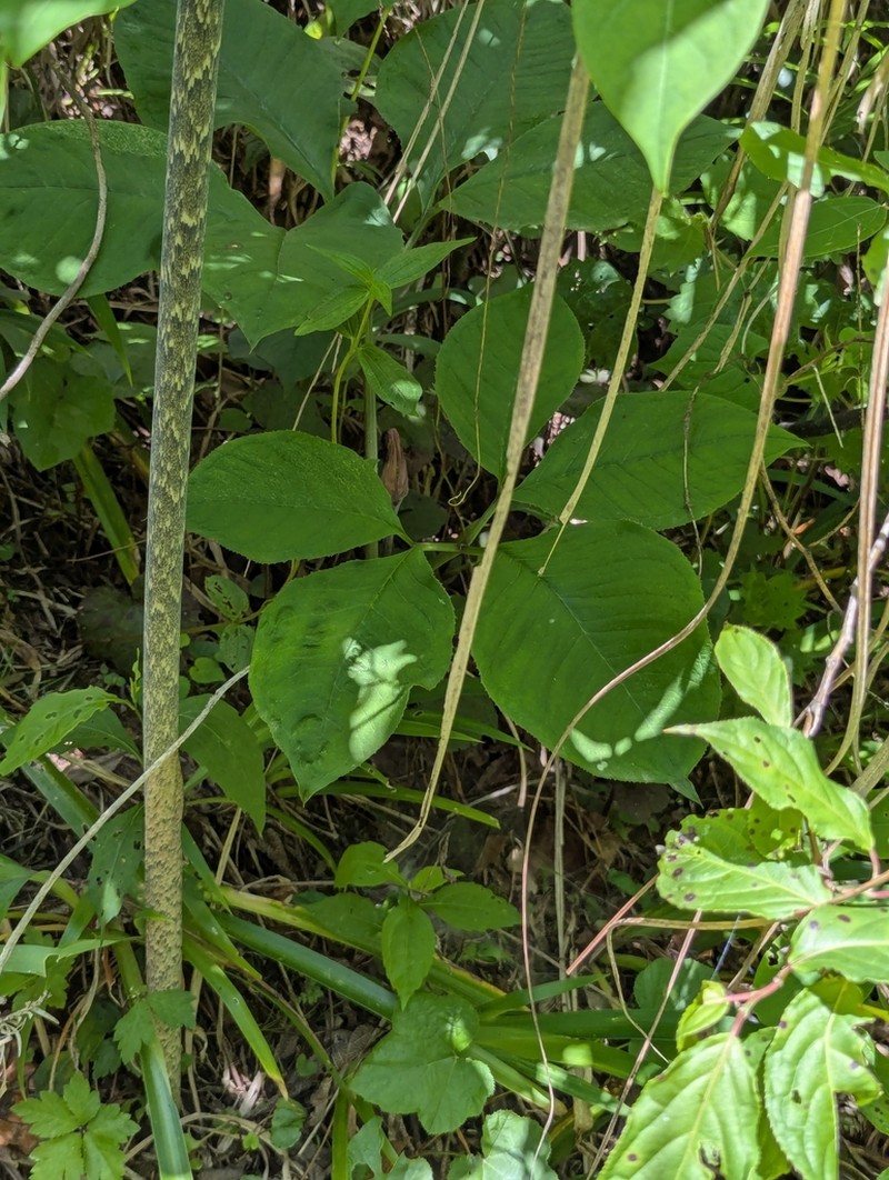 Arisaema bockii photo 4