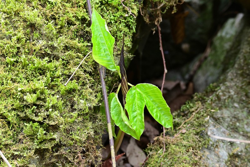 Arisaema bockii photo 5