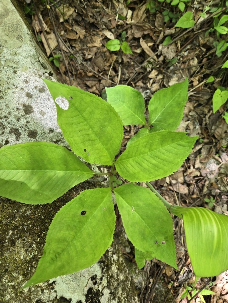 Arisaema bockii photo 6