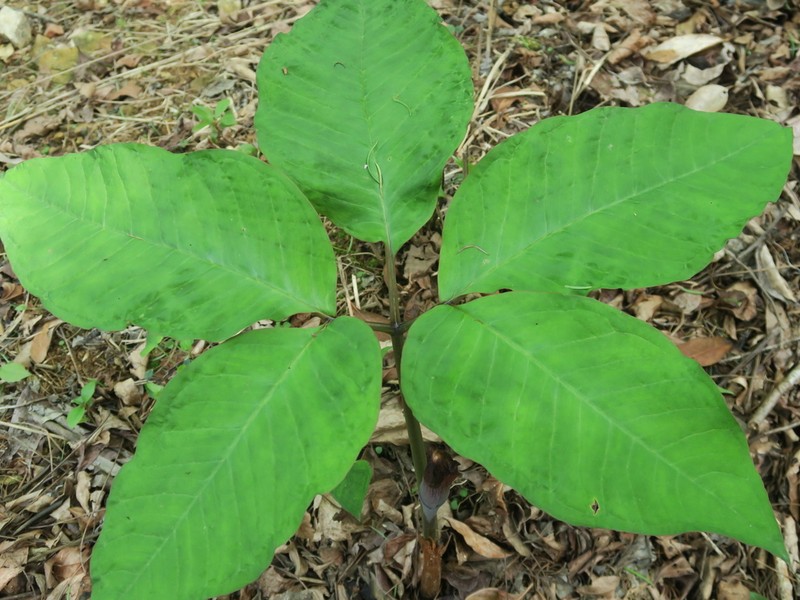 Arisaema bockii photo 7