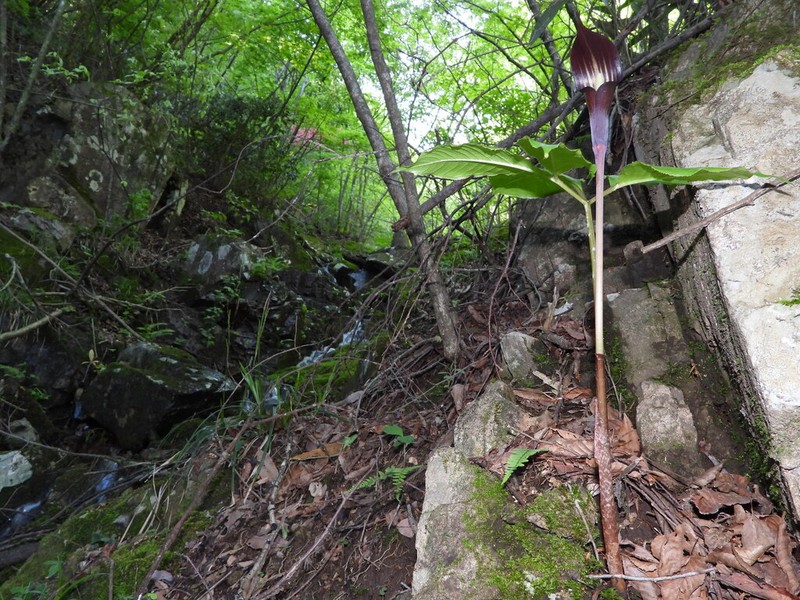 Arisaema bockii photo 8