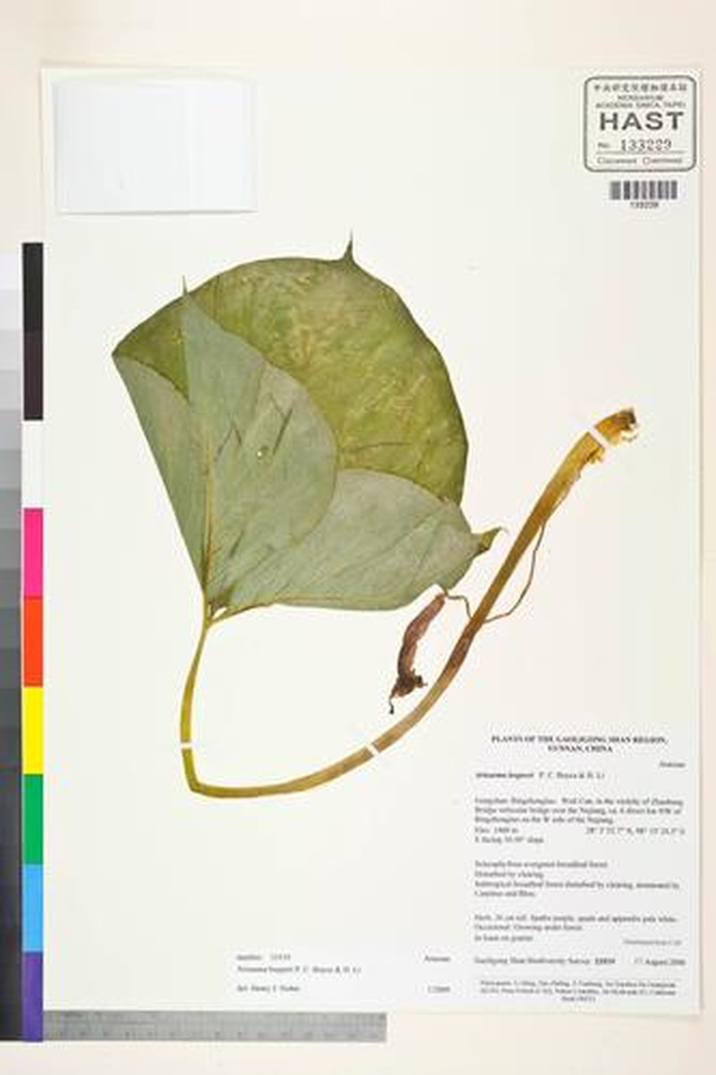 Arisaema bogneri