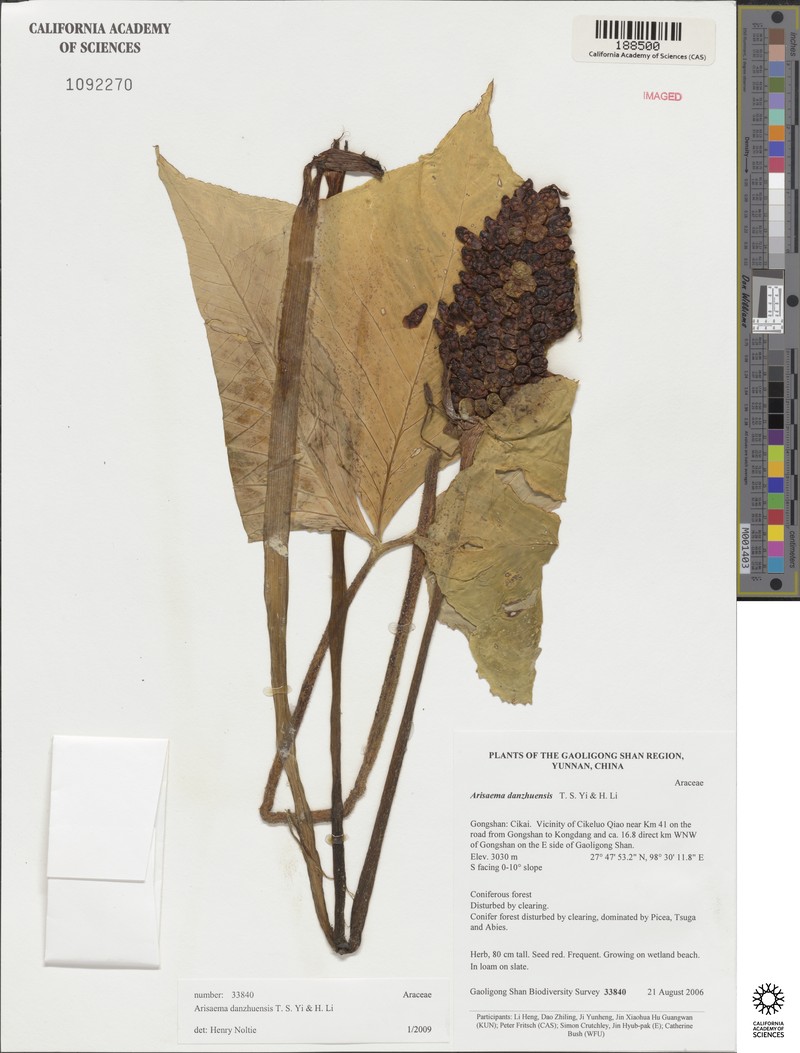 Arisaema bonatianum