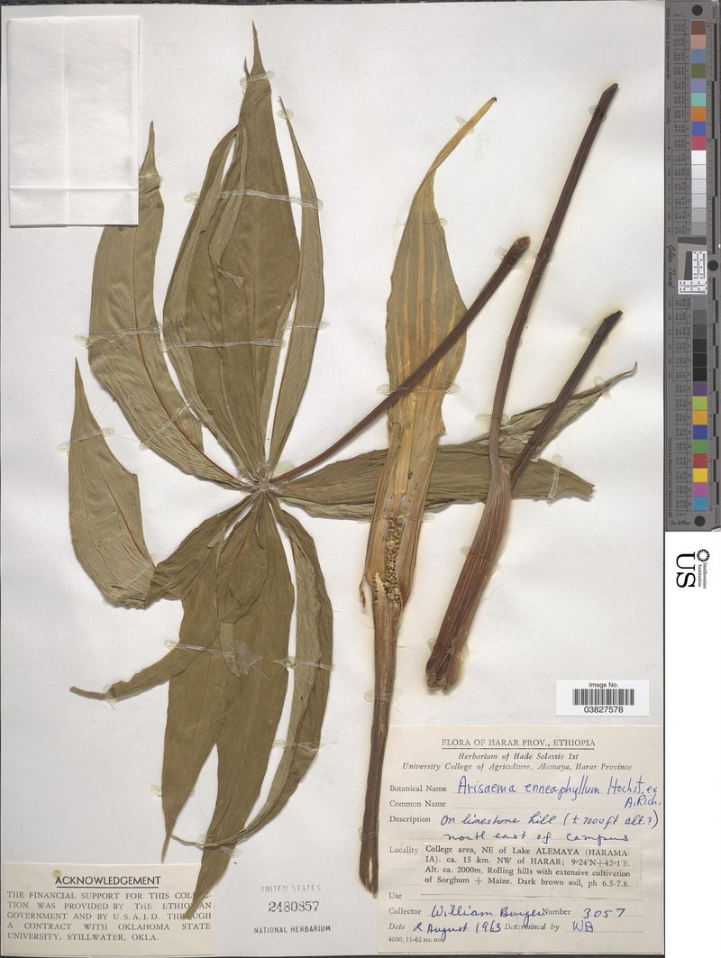 Arisaema bottae