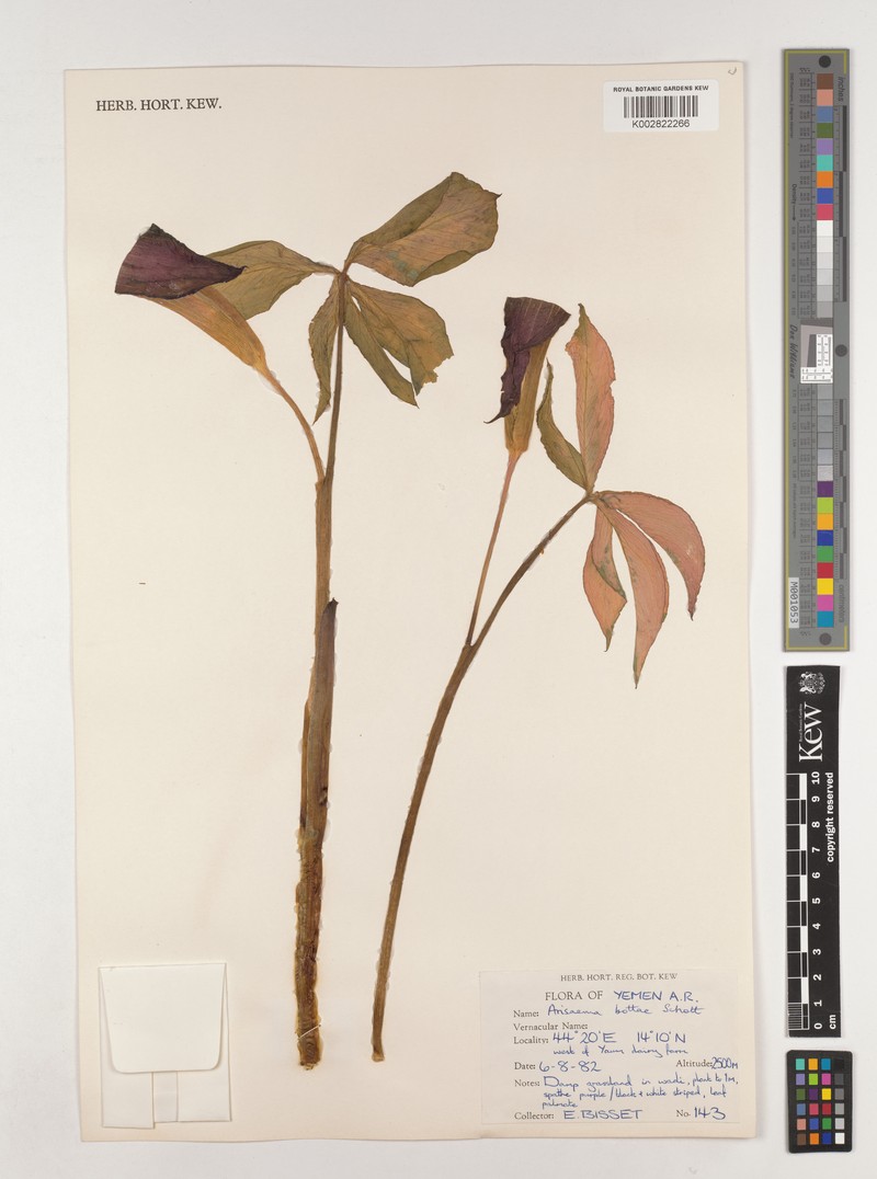 Arisaema bottae photo 2